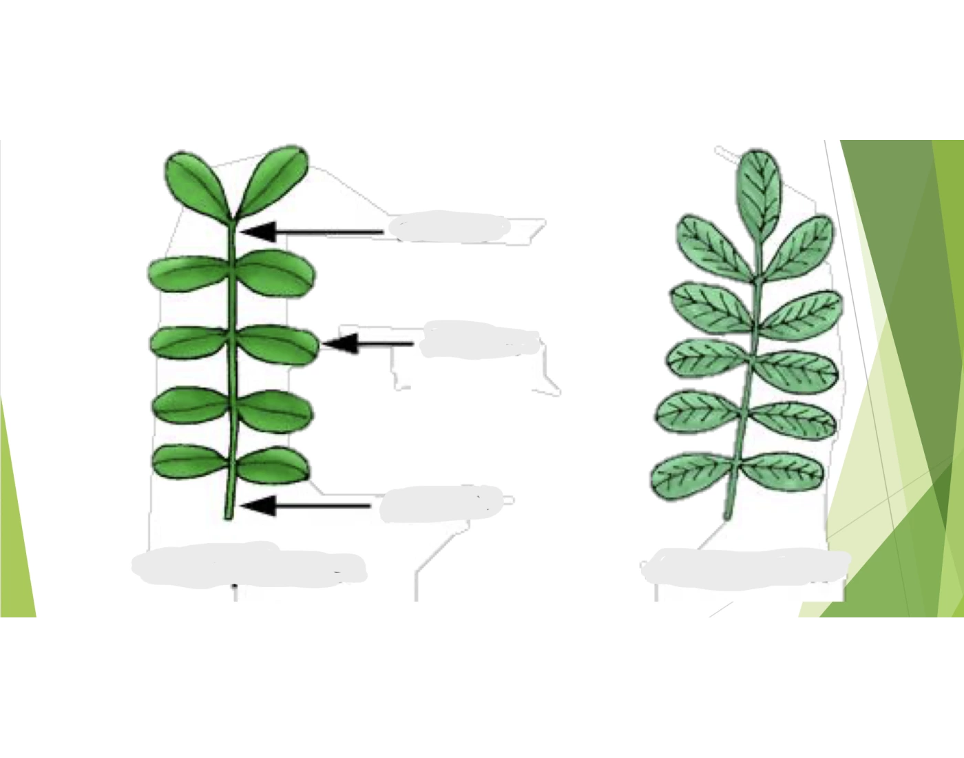 Simple Leaf Cell Compound Leaf — Printable Worksheet