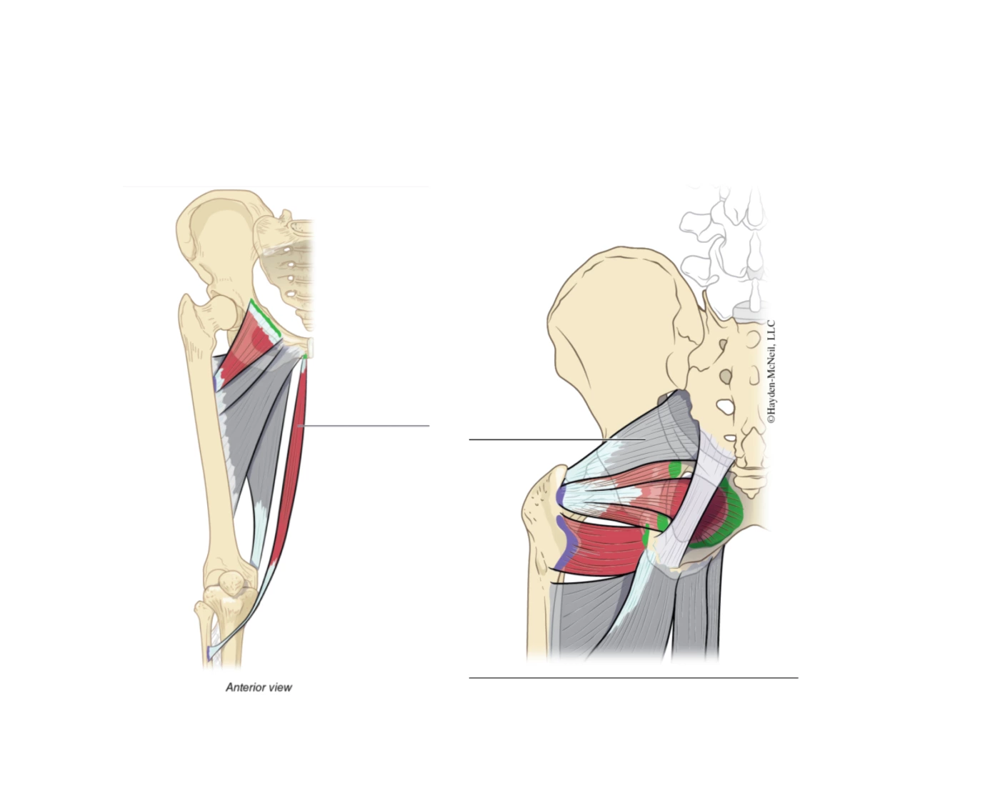 Muscles Not Labelled Leg muscles Quiz