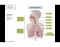 Lymph System Worksheet structural organization of respiratory system Quiz