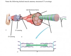 Muscle/bone Practical A&P 1 - Practical #2 — Playlist