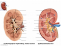 Internal Anatomy of the Kidney
