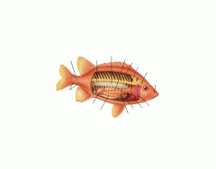 Internal Anatomy of a Fish