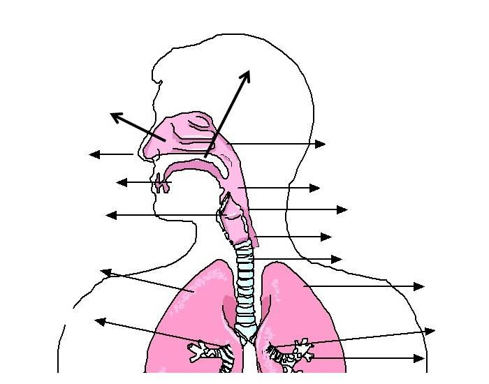 Unit 8 - Respiratory System Organs/Parts Quiz