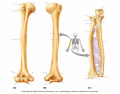 Arm Bone Anatomy