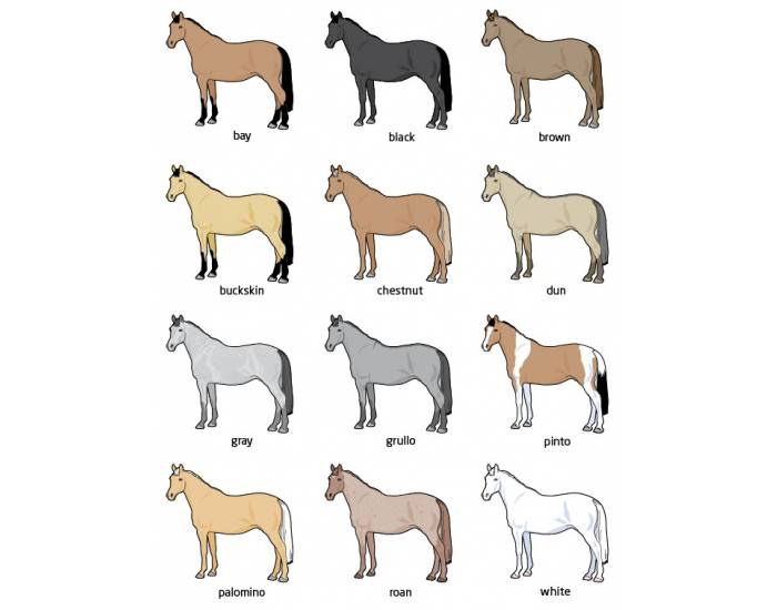 Horse Colors Quiz
