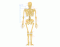 Human Skeleton - Back View