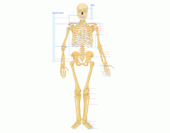 Human Skeleton - Front View