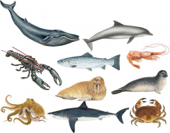 Ten Marine Creatures in Icelandic