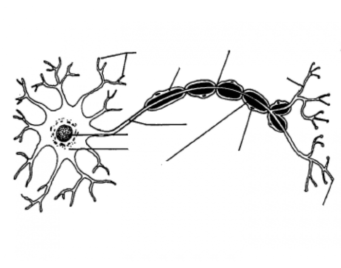 Parts of a Neuron Quiz