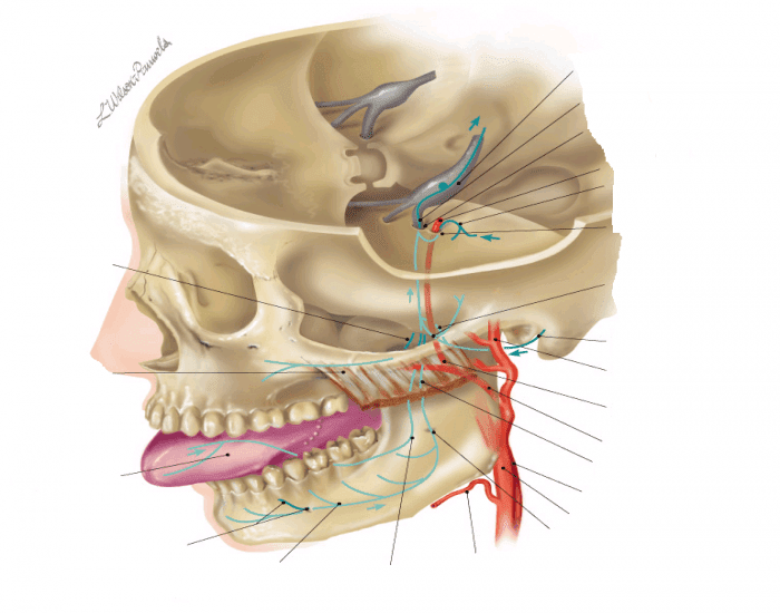 Cnv3 Course Sensory Components of CN V3 Quiz