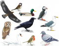 10 Birds in Icelandic