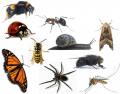 Ten Insects in Icelandic