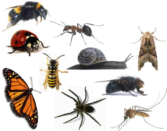 Ten Insects in Icelandic Quiz