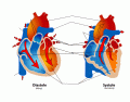 Human Heart During Filling and Pumping