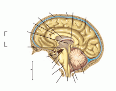 Label Parts of the Brain
