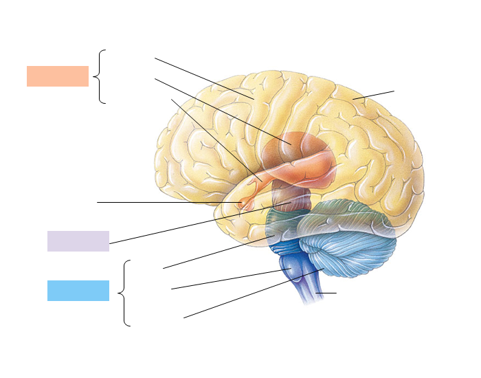 parts of the brain diagram quiz