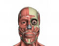 Músculos da cabeça (Vista frontal) - Prof. Fabio Neves