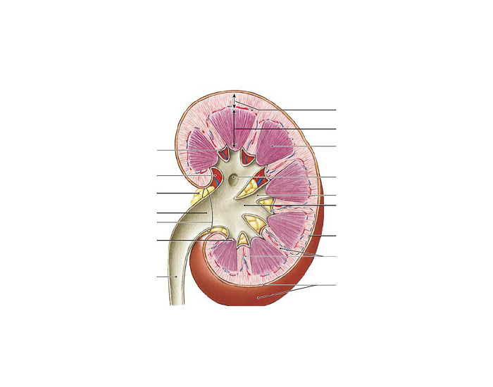 Kidney Quiz Printable Worksheet