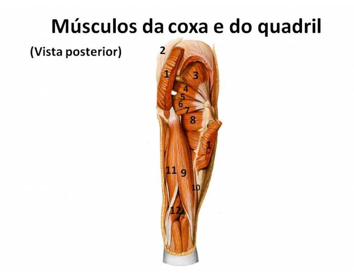 Anatomia aplicada Quadril e coxa- Músculos Quiz