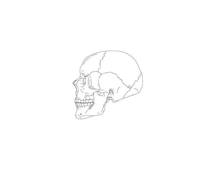Skull Anatomy Test Quiz