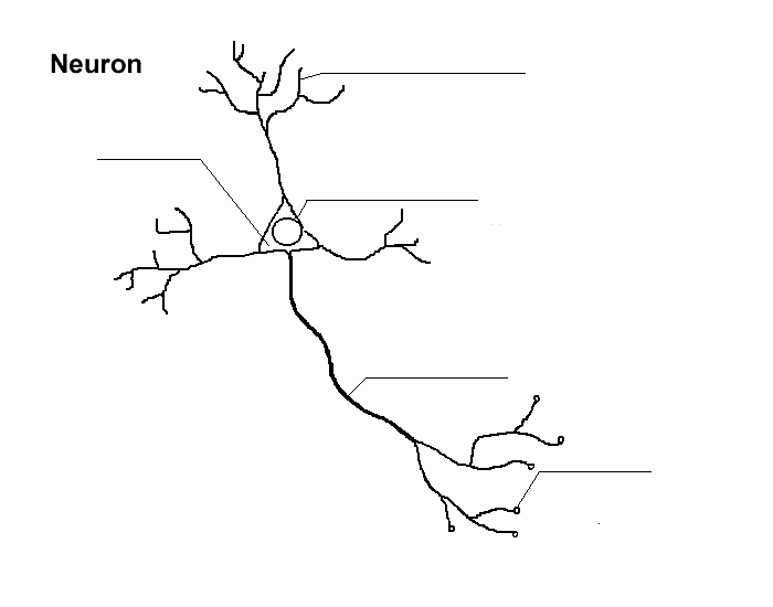 Neuron — Printable Worksheet