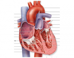 Heart label diagram 