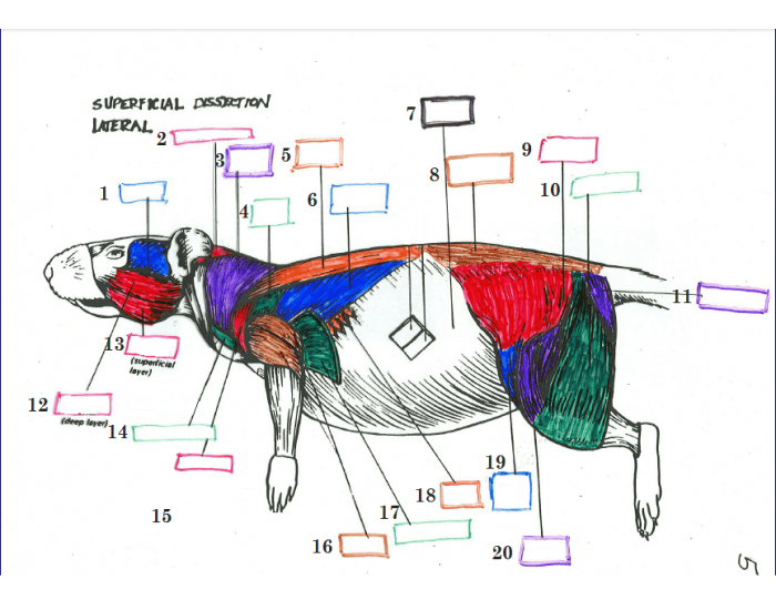 Rat Muscles Rat Muscles Quiz