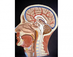 Biology sagittal head respiratory system