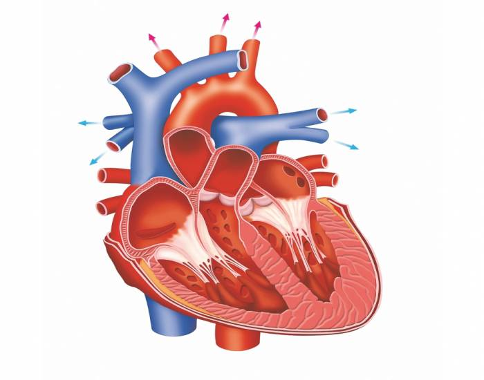 ANATOMIA INTERNA DO CORAÇÃO Quiz