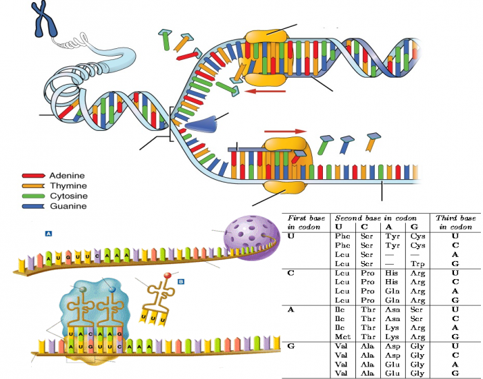 DNA/RNA Labeling Quiz