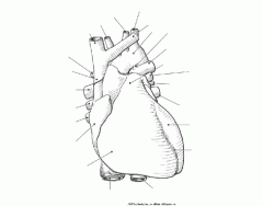 Anterior of the heart Diagram