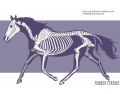 BHS Stage 2 Horse Skeleton 2014