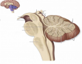 Anatomy of the Brainstem