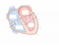 Cross section of heart