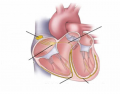 Conducting system of heart