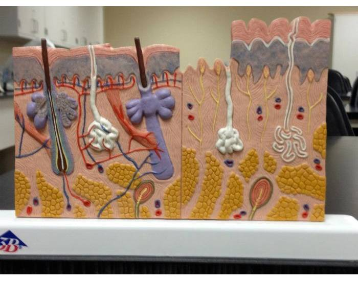 Skin Label Test Skin Anatomy Label Quiz