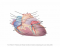 Anterior view heart 