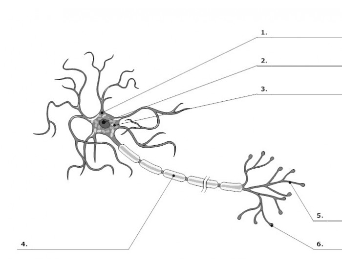 Label a neuron Quiz