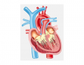 Vertical section through a human heart