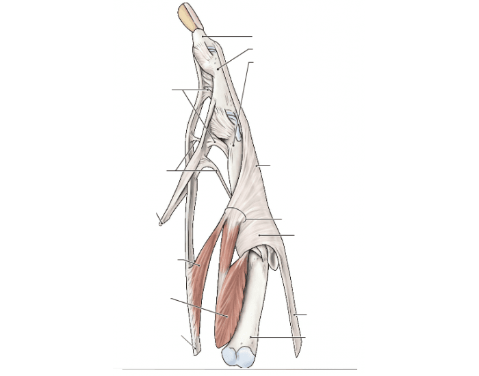 Extensor Hood Function extensor hood of hand Quiz