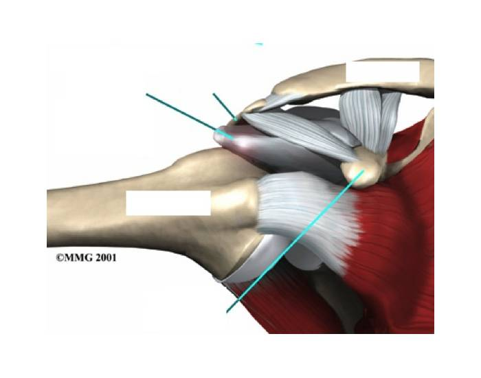 Rotator Cuff Anatomy Quiz Biology Diagrams