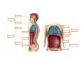 Anatomical Terminology 4