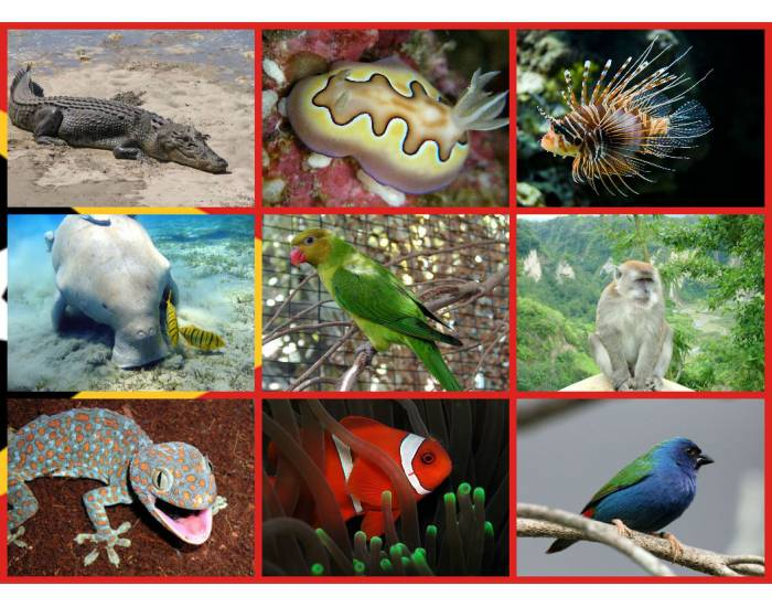 Timor Animals Animals of East Timor (Timor-Leste) Quiz