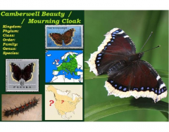 Camberwell Beauty / Mourning Cloak (Nymphalis antiopa)