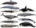 Ten Whales (in Icelandic)