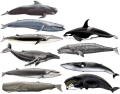 Ten Whales
