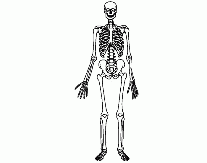 Mr Bones Quiz