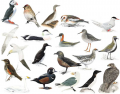 Icelandic Birds (in English)