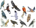 British Birds of Prey