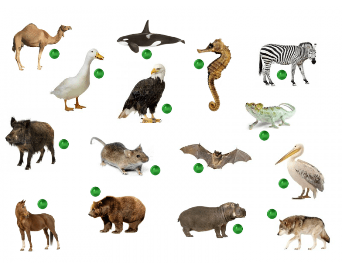 Animals In Spanish Los Animales En Espa ol II Quiz animals-in-spanish-los-animales-en-espa-ol-ii-quiz